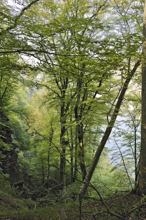 Framed Print : Beech forest near Burg Montclair Framed Print : Beech forest near Burg Montclair