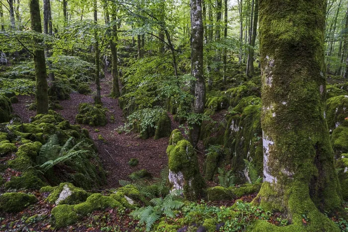 Framed Print : Beech forest near Lizarrusti, Alleko Tour
