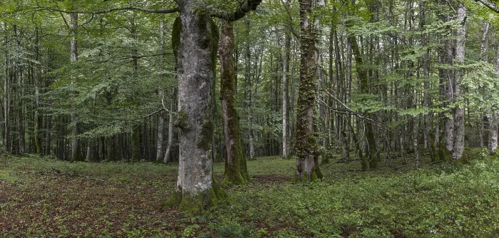 Framed Print : Beech forest near Lizarrusti, Alleko Tour