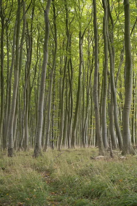 Framed Print : Beech forest, numerous dense tree trunks