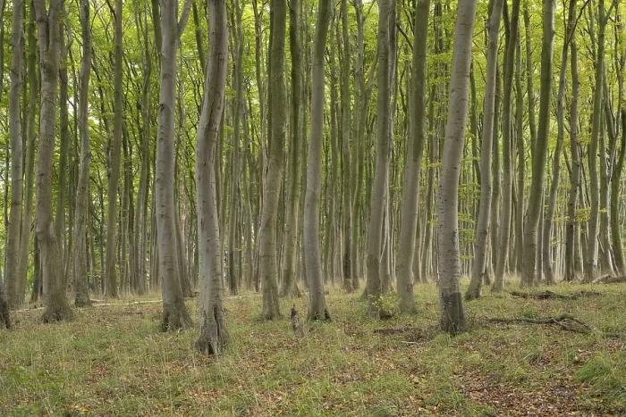 Framed Print : Beech forest, numerous dense tree trunks Framed Print : Beech forest, numerous dense tree trunks