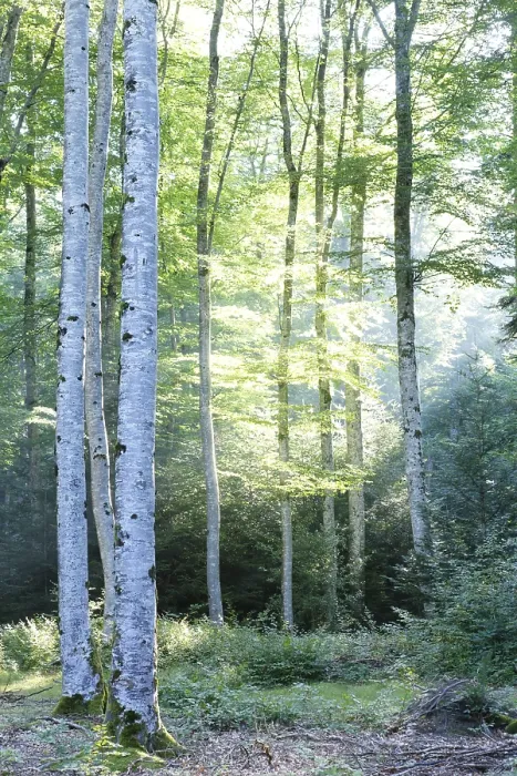 Framed Print : Beech forest, Parc Naturel Regional du Livradois Forez
