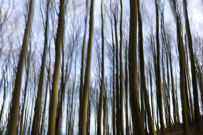 Framed Print : Beech forest photographed with intentional camera movement
