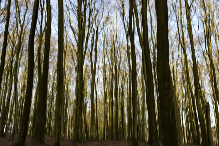 Framed Print : Beech forest photographed with intentional camera movement