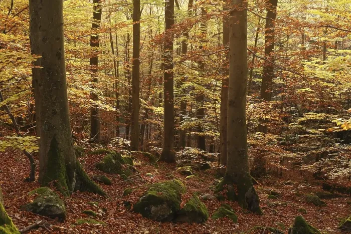 Framed Print : Beech forest, Rhoen, Franconia