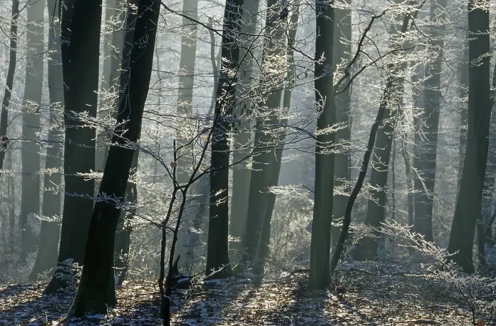 Framed Print : Beech forest with rime Fragus sylvatica Framed Print : Beech forest with rime Fragus sylvatica