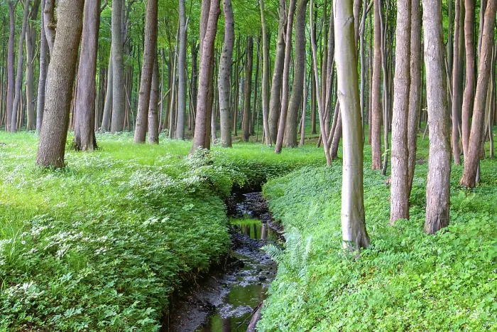 Framed Print : A beech forest with a small stream