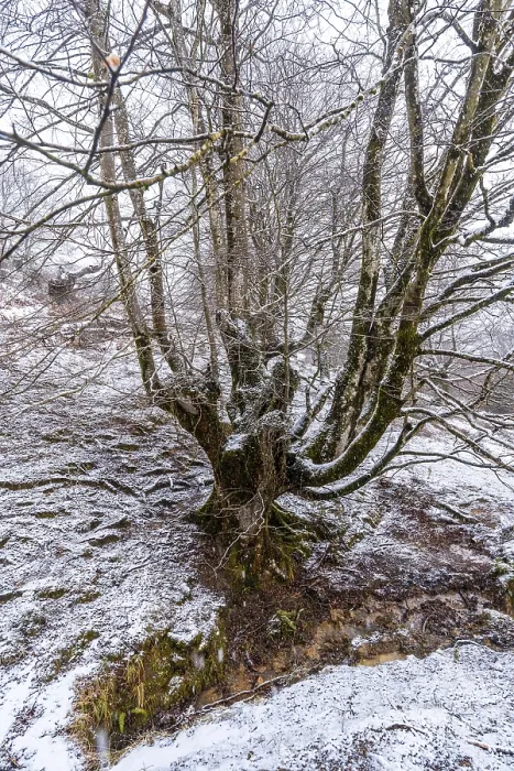 Framed Print : Beech forest full of snow in the forest of Mount Aizkorri in Gipuzkoa Framed Print : Beech forest full of snow in the forest of Mount Aizkorri in Gipuzkoa