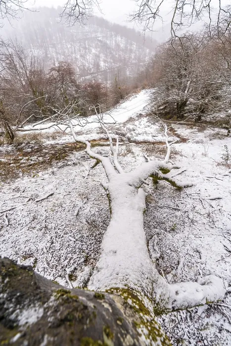 Framed Print : Beech forest full of snow in the forest of Mount Aizkorri in Gipuzkoa
