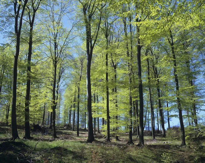 Framed Print : Beech forest in spring Framed Print : Beech forest in spring