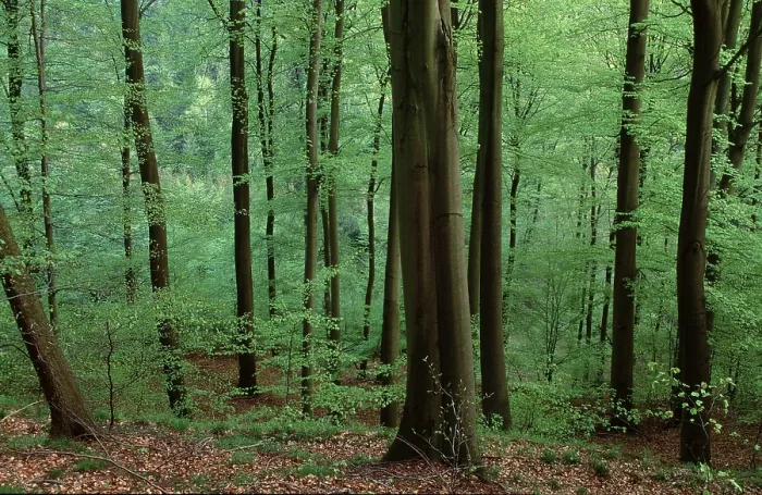 Framed Print : Beech forest in spring, Common beech (Fagus sylvatica) Framed Print : Beech forest in spring, Common beech (Fagus sylvatica)