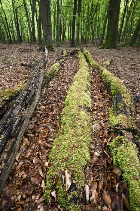 Framed Print : Beech forest in spring, dead tree trunks Framed Print : Beech forest in spring, dead tree trunks