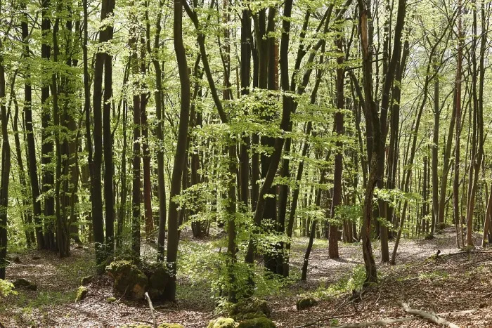 Framed Print : Beech forest in spring, Franconian Switzerland Framed Print : Beech forest in spring, Franconian Switzerland