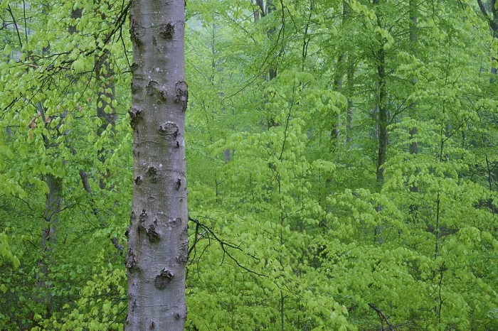 Framed Print : Beech forest, spring, Helmstadt Framed Print : Beech forest, spring, Helmstadt