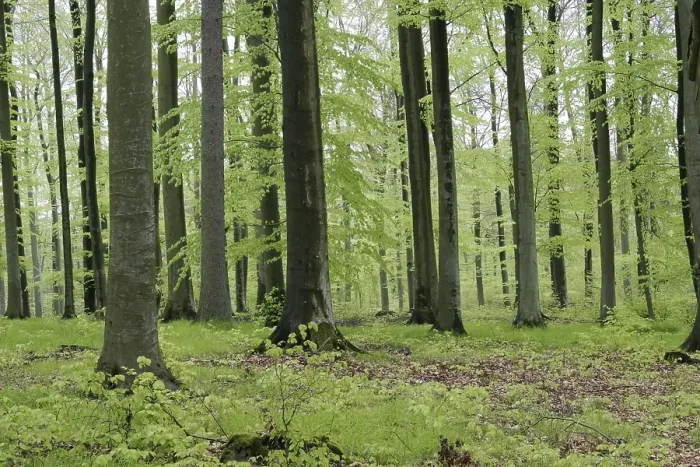 Framed Print : Beech forest in spring with jung green leafs Framed Print : Beech forest in spring with jung green leafs