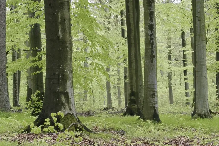 Framed Print : Beech forest in spring with jung green leafs Framed Print : Beech forest in spring with jung green leafs