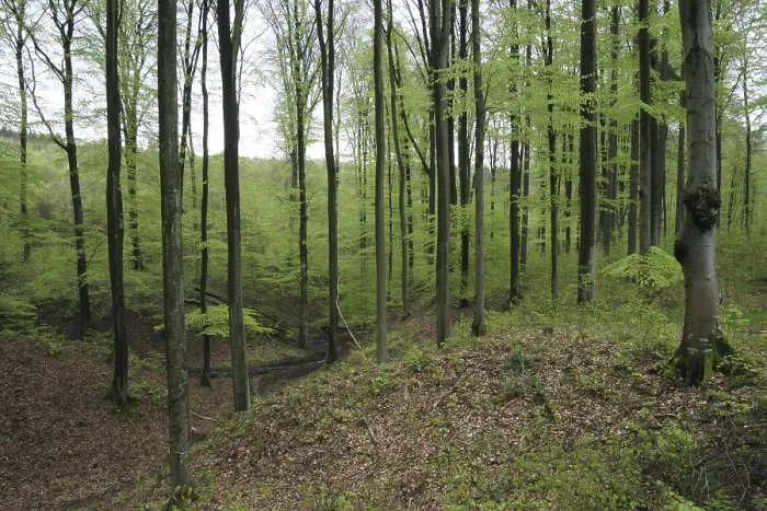 Framed Print : Beech forest in spring with jung green leafs