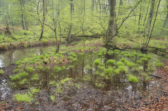 Framed Print : Beech forest in spring, pond in the forest