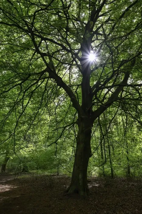 Framed Print : Beech forest in spring, with sun star
