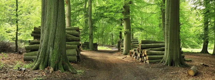 Framed Print : Beech forest with stacked tree trunks on a forest path Framed Print : Beech forest with stacked tree trunks on a forest path