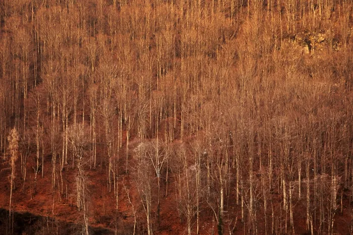 Framed Print : Beech forest on a steep slope Zastlertal