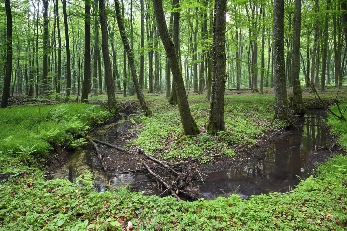 Framed Print : Beech forest and stream in spring