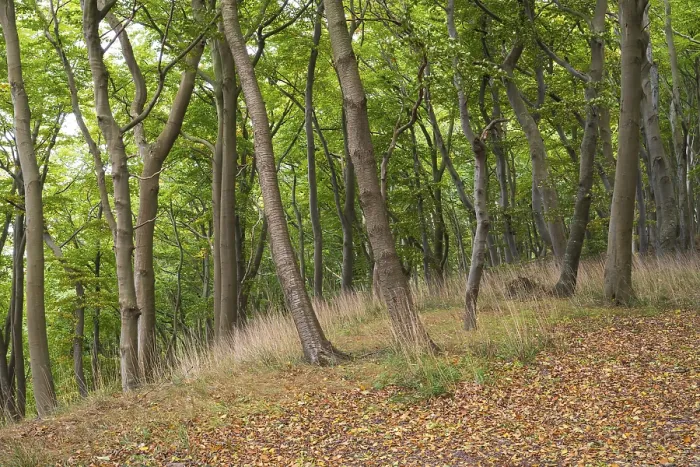 Framed Print : Beech forest, Stubbenkammer, Jasmund National Park
