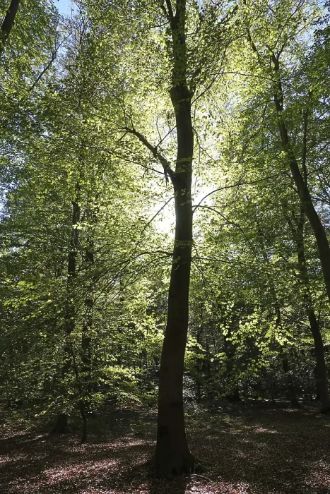 Framed Print : Beech forest with sun Framed Print : Beech forest with sun