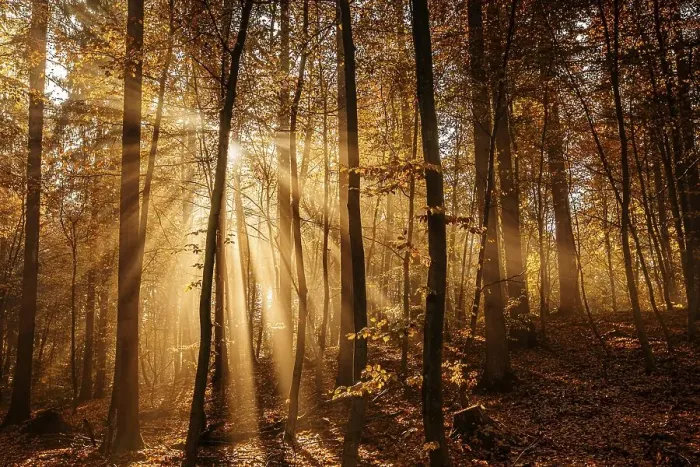 Framed Print : Beech forest, sun shines through fog Framed Print : Beech forest, sun shines through fog