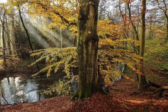 Framed Print : Beech forest, sun shines through fog Framed Print : Beech forest, sun shines through fog