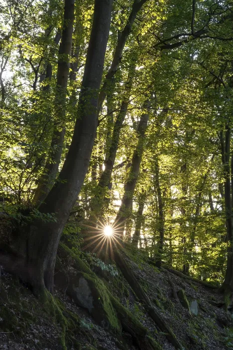 Framed Print : Beech forest with sun star. roots and rocks Framed Print : Beech forest with sun star. roots and rocks