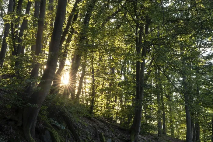 Framed Print : Beech forest with sun star. roots and rocks Framed Print : Beech forest with sun star. roots and rocks