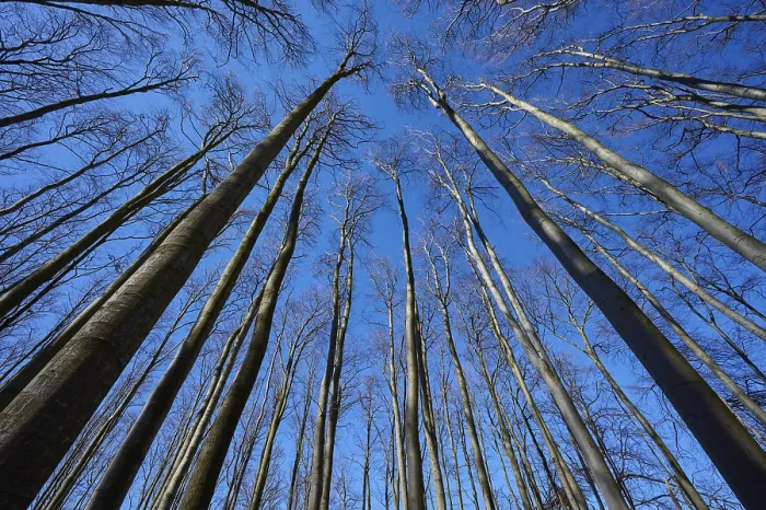 Framed Print : Beech forest, treetops, Kahl, sky