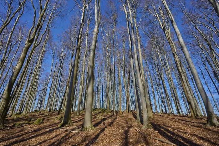 Framed Print : Beech forest, treetops, Kahl, sky