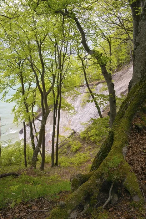 Framed Print : Beech forest with view of chalk cliffs in Jasmund National Park on Rugen Framed Print : Beech forest with view of chalk cliffs in Jasmund National Park on Rugen