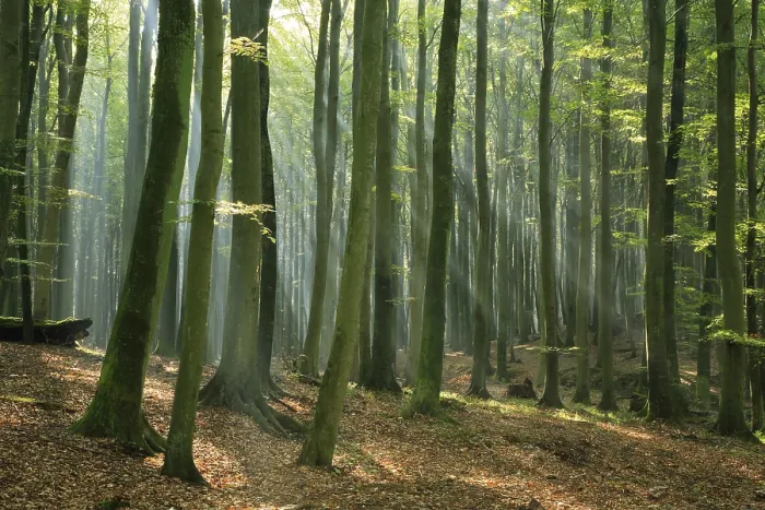 Framed Print : Beech forest in the warm light of the morning sun Framed Print : Beech forest in the warm light of the morning sun
