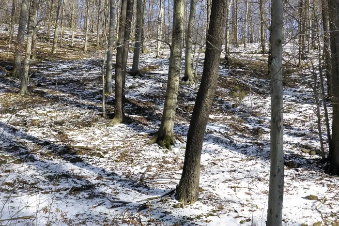 Framed Print : Beech forest in winter, beech forest in winter 02
