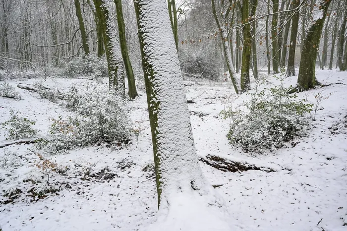 Framed Print : Beech forest in winter, with freshly fallen snow