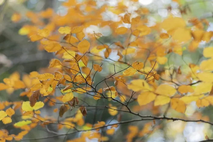 Framed Print : Beech forest with yellow leaves in autumn Framed Print : Beech forest with yellow leaves in autumn