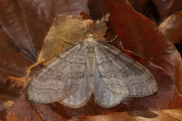 Framed Print : Beech frost moth (Operophtera fagata) Framed Print : Beech frost moth (Operophtera fagata)