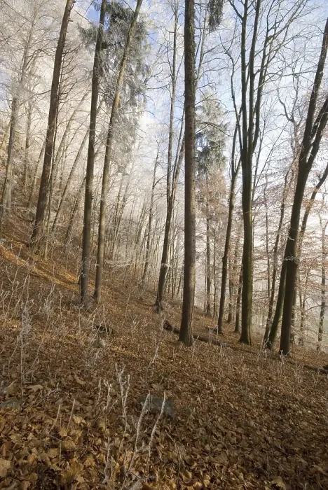 Framed Print : Beech grove (Fagus) with white frost