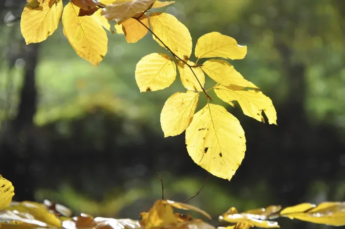 Framed Print : Beech leaves, autumn, beech, leaf Framed Print : Beech leaves, autumn, beech, leaf