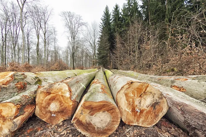 Framed Print : Beech logs (Fagus) in winter, North Rhine-Westphalia