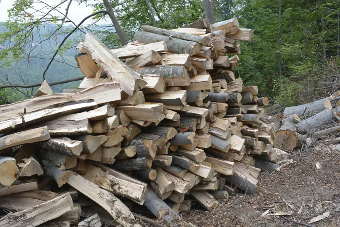 Framed Print : Beech logs piled up in forest