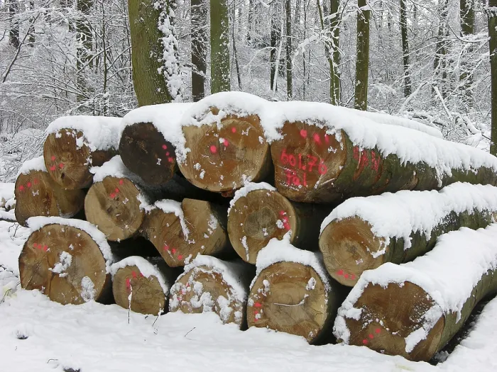 Framed Print : Beech logs in the winter forest with snow