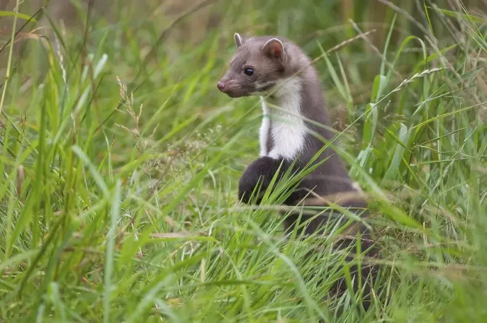 Framed Print : Beech marten hunting in a meadow (Martes foina) Framed Print : Beech marten hunting in a meadow (Martes foina)