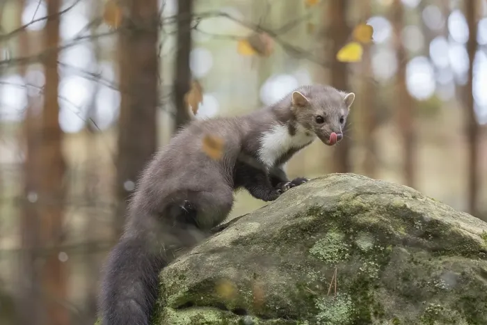 Framed Print : One beech marten (Martes foina) standing on a rock and feeding on something Framed Print : One beech marten (Martes foina) standing on a rock and feeding on something