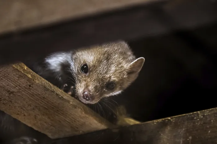 Framed Print : Beech marten (Martes foina), stone marten looking down from beam in wooden roof truss of barn