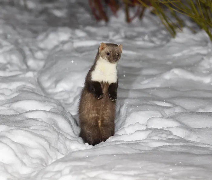 Framed Print : Beech marten (Martes foina), in winter at night-time in a garden in thick snow