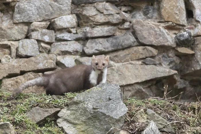 Framed Print : One beech marten running between the stones of a ruin of an ancient castle looking for food